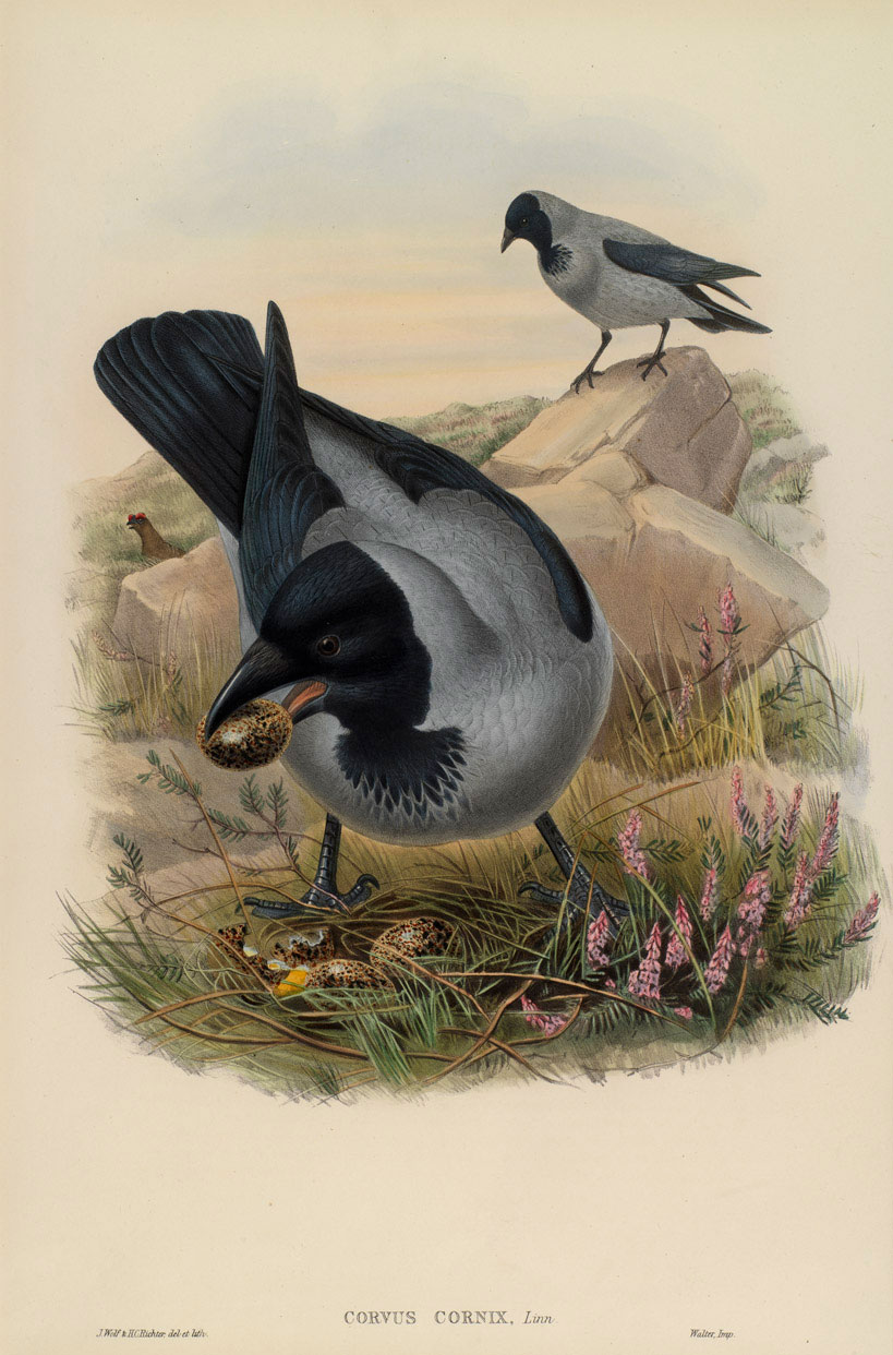Hodded Crow - Corvus Cornix