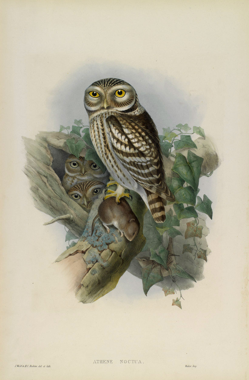 Little Owl - Athea Noctua