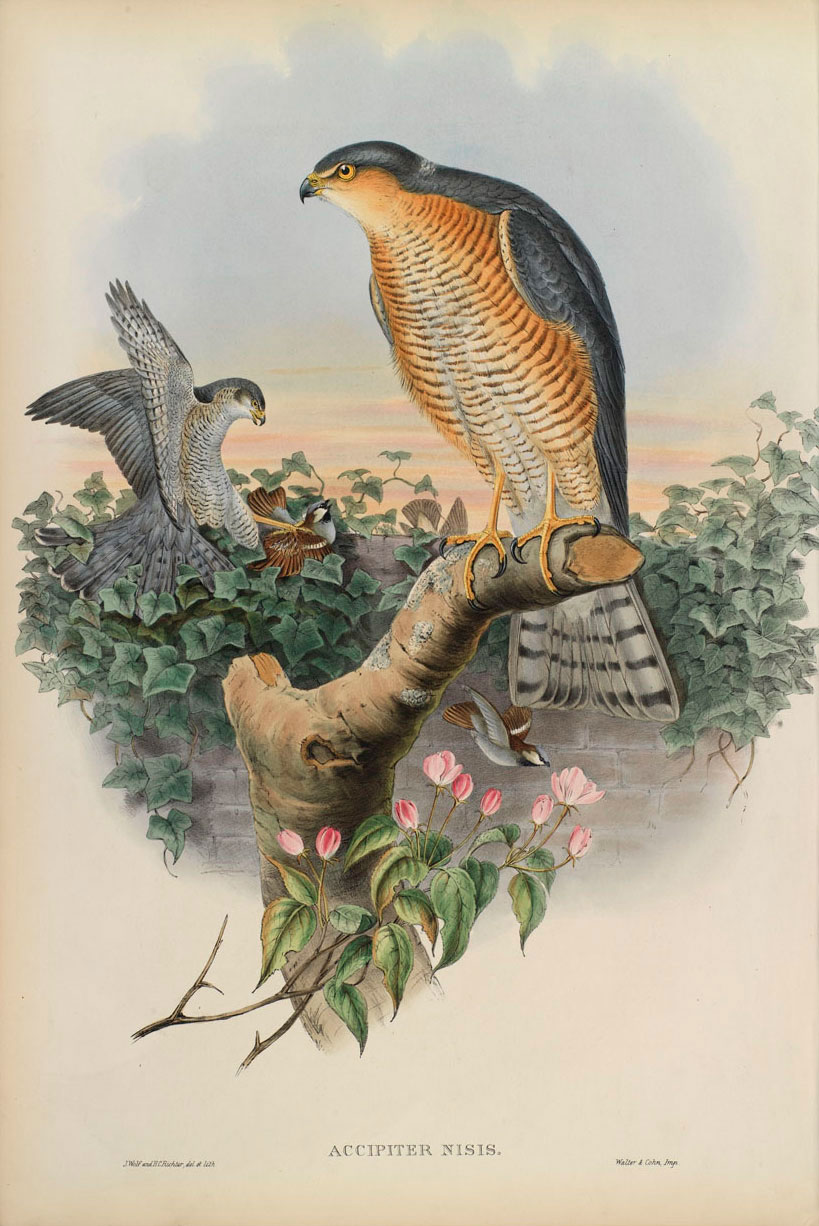 Sparrow Hawk - Accipiter Nisis